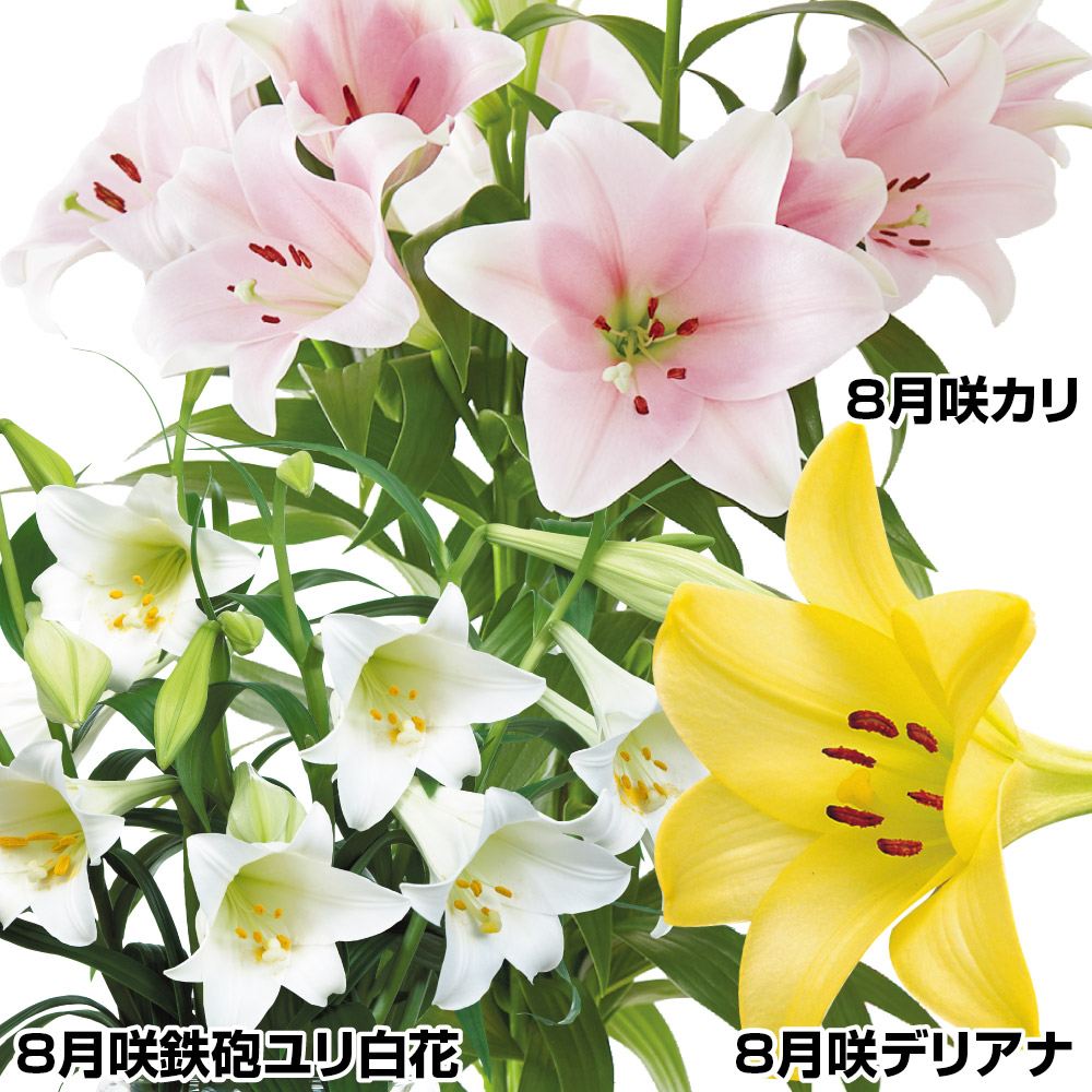 球根 すかしユリ 8月咲鉄砲ユリセット 3種9球(各3球)