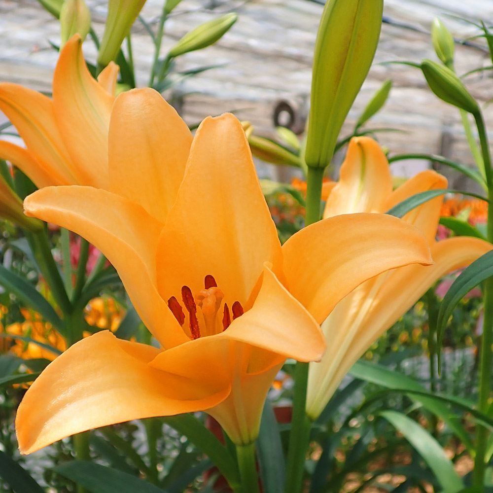 ユリ 球根 8月咲ディファレンス