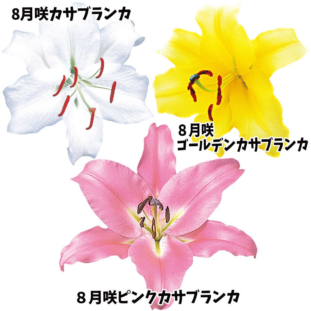 球根 花ユリ オリエンタルリリー 8月咲特選カサブランカセット 3種9球(各3球)
