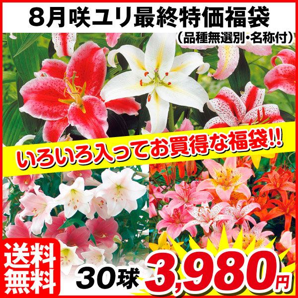 【ネット限定】送料無料 ユリ球根 8月咲ユリ最終特価福袋(品種無選別・名称付) 30球