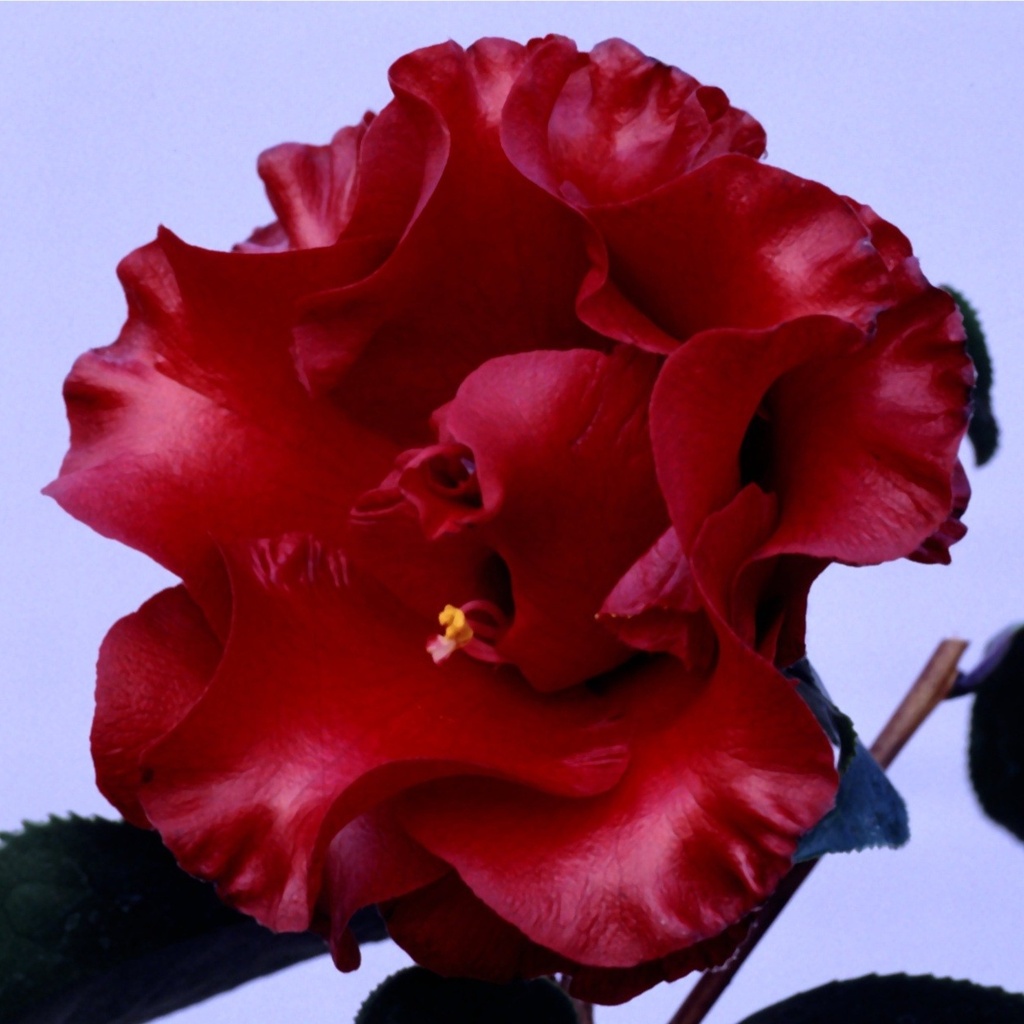 花木 ツバキ 珍しい椿 ブラックマジック 1株