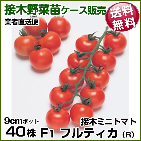 野菜苗ケース販売 トマト 接木F1フルティカR  1ケース(40株入) 送料無料 /業者直送便