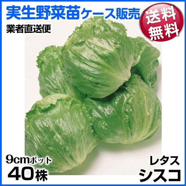 野菜苗ケース販売 レタス 実生シスコ  1ケース(40株入) 送料無料 /業者直送便