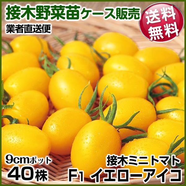 野菜苗ケース販売 トマト 接木F1イエローアイコ  1ケース(40株入) 送料無料 /業者直送便