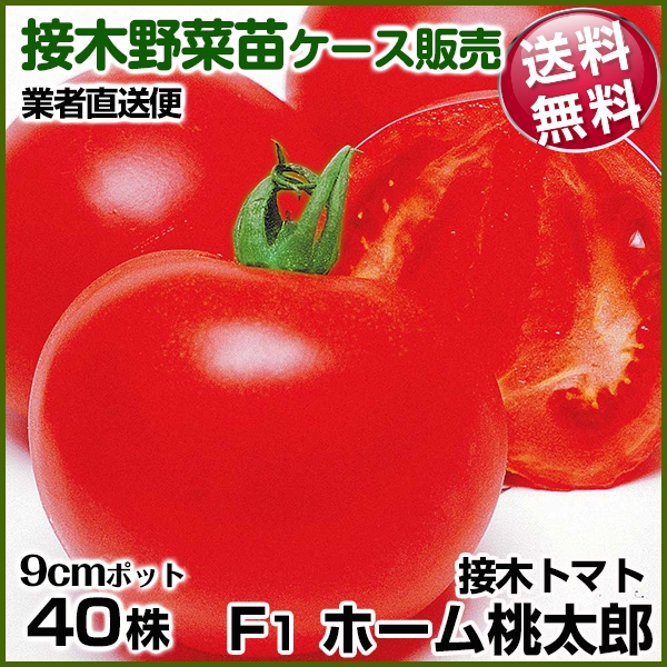 野菜苗ケース販売 トマト 接木F1ホーム桃太郎  1ケース(40株入) 送料無料 /業者直送便