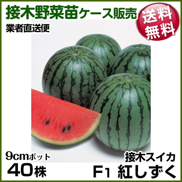野菜苗ケース販売 スイカ 接木F1紅しずく  1ケース(40株入) 送料無料 /業者直送便