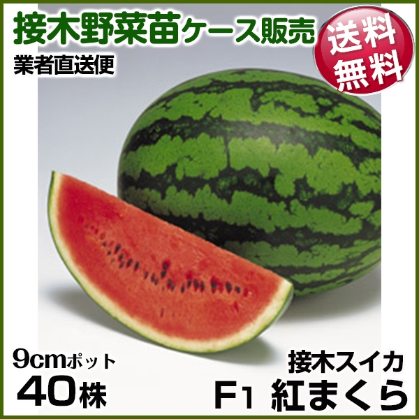 野菜苗ケース販売 スイカ 接木F1紅まくら  1ケース(40株入) 送料無料 /業者直送便