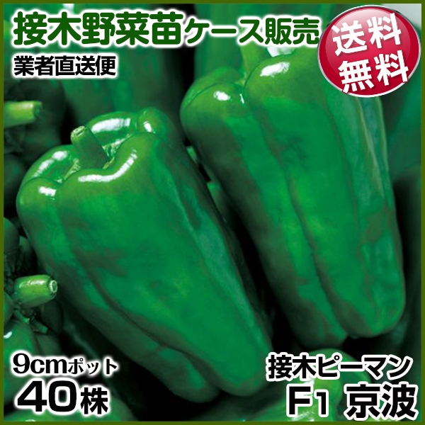 野菜苗ケース販売 ピーマン 接木F1京波  1ケース(40株入) 送料無料 /業者直送便