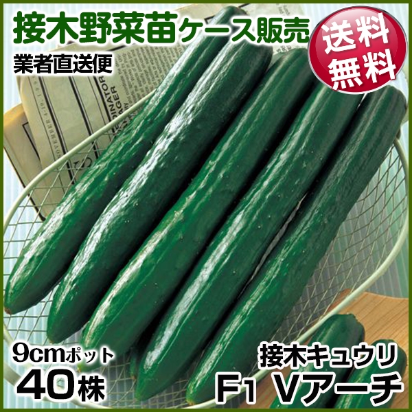野菜苗ケース販売 キュウリ 接木F1Ｖアーチ  1ケース(40株入) 送料無料 /業者直送便