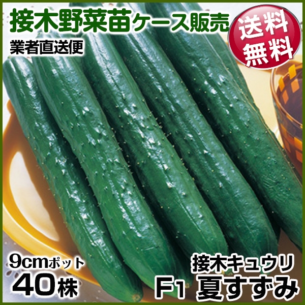 野菜苗ケース販売 キュウリ 接木F1夏すずみ  1ケース(40株入) 送料無料 /業者直送便
