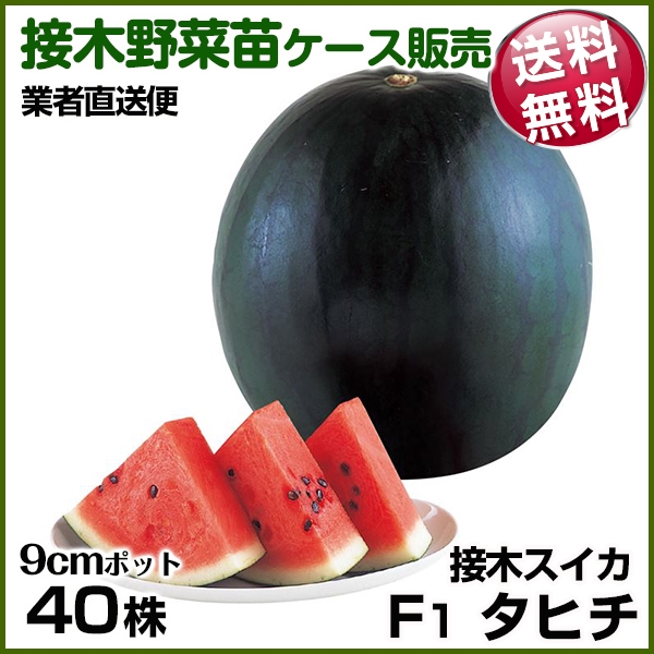 野菜苗ケース販売 スイカ 接木F1タヒチ  1ケース(40株入) 送料無料 /業者直送便
