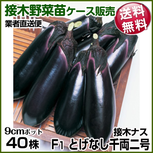 野菜苗ケース販売 ナス 接木F1とげなし千両二号（農林水産省登録品種　登録名：とげなし湖南1号）  1ケース(40株入) 送料無料 /業者直送便