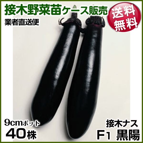 野菜苗ケース販売 ナス 接木F1黒陽  1ケース(40株入) 送料無料 /業者直送便