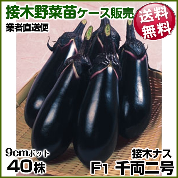 野菜苗ケース販売 ナス 接木F1千両二号  1ケース(40株入) 送料無料 /業者直送便