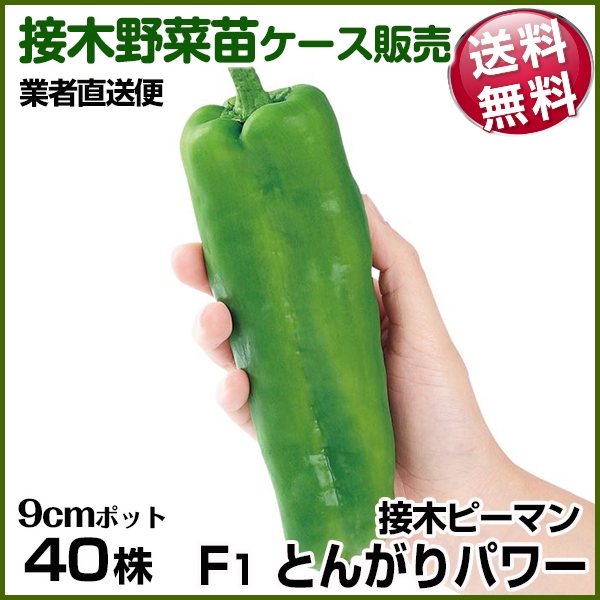 野菜苗ケース販売 ピーマン 接木F1とんがりパワー 4月発送 1ケース(40株入) 送料無料 /業者直送便