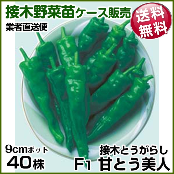 野菜苗ケース販売 トウガラシ 接木F1甘とう美人 4月発送 1ケース(40株入) 送料無料 /業者直送便