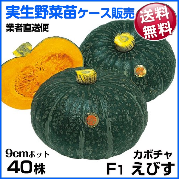 野菜苗ケース販売 カボチャ 実生F1えびす  1ケース(40株) 送料無料 /業者直送便