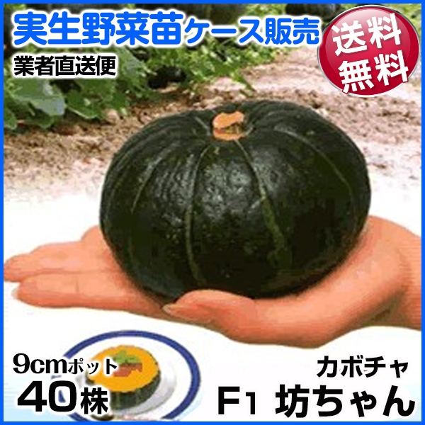 野菜苗ケース販売 カボチャ 実生F1坊ちゃん  1ケース(40株) 送料無料 /業者直送便