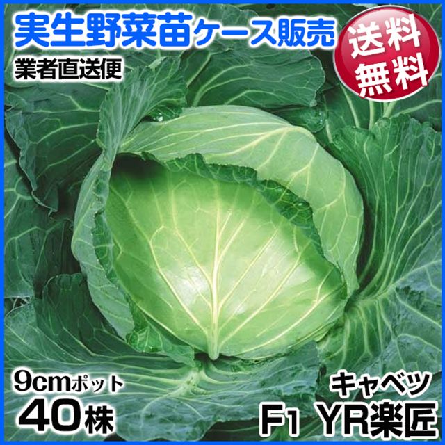 野菜苗ケース販売 キャベツ 実生F1YR楽匠  1ケース(40株入) 送料無料 /業者直送便