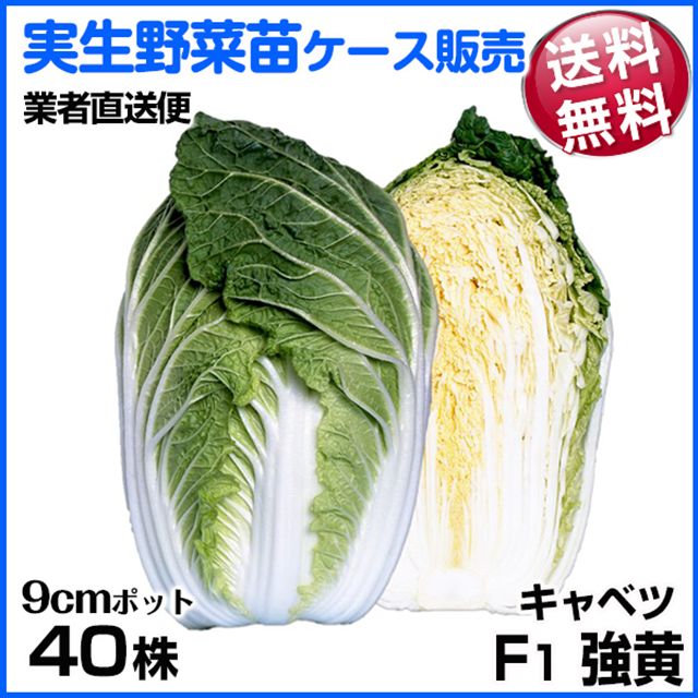 野菜苗ケース販売 ハクサイ 実生F1強黄 4月発送 1ケース(40株入) 送料無料 /業者直送便