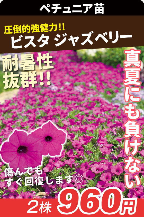 花苗 ペチュニア スーパーチュニア ビスタジャズベリー