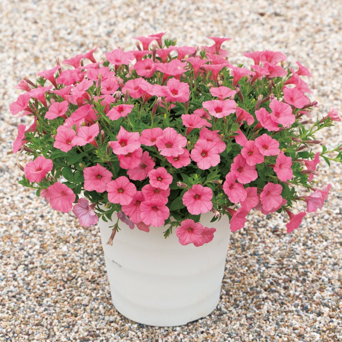 ローズマリーフレンチラベンダー白コーラプラント　苗セットリュウキュウヨモギ ローズマリーフレンチラベンダー白コーラプラント 苗セットリュウ