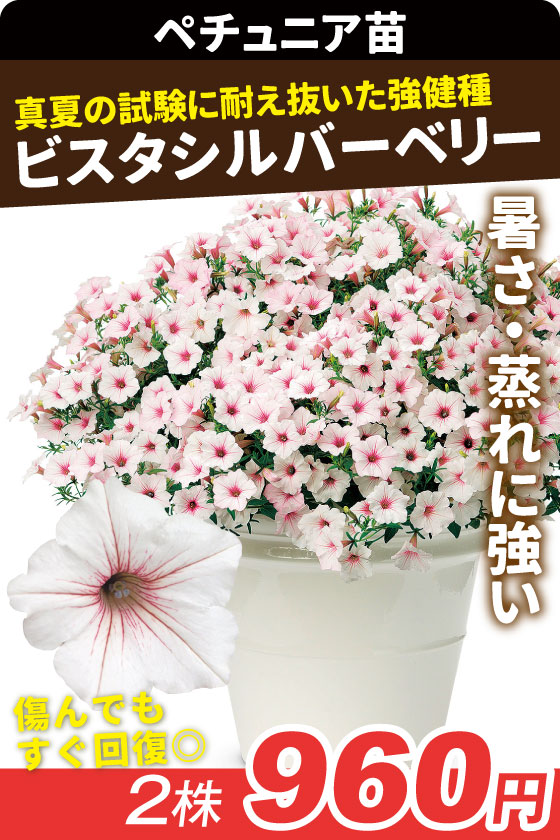 花苗 ペチュニア スーパーチュニア ビスタ シルバーベリー