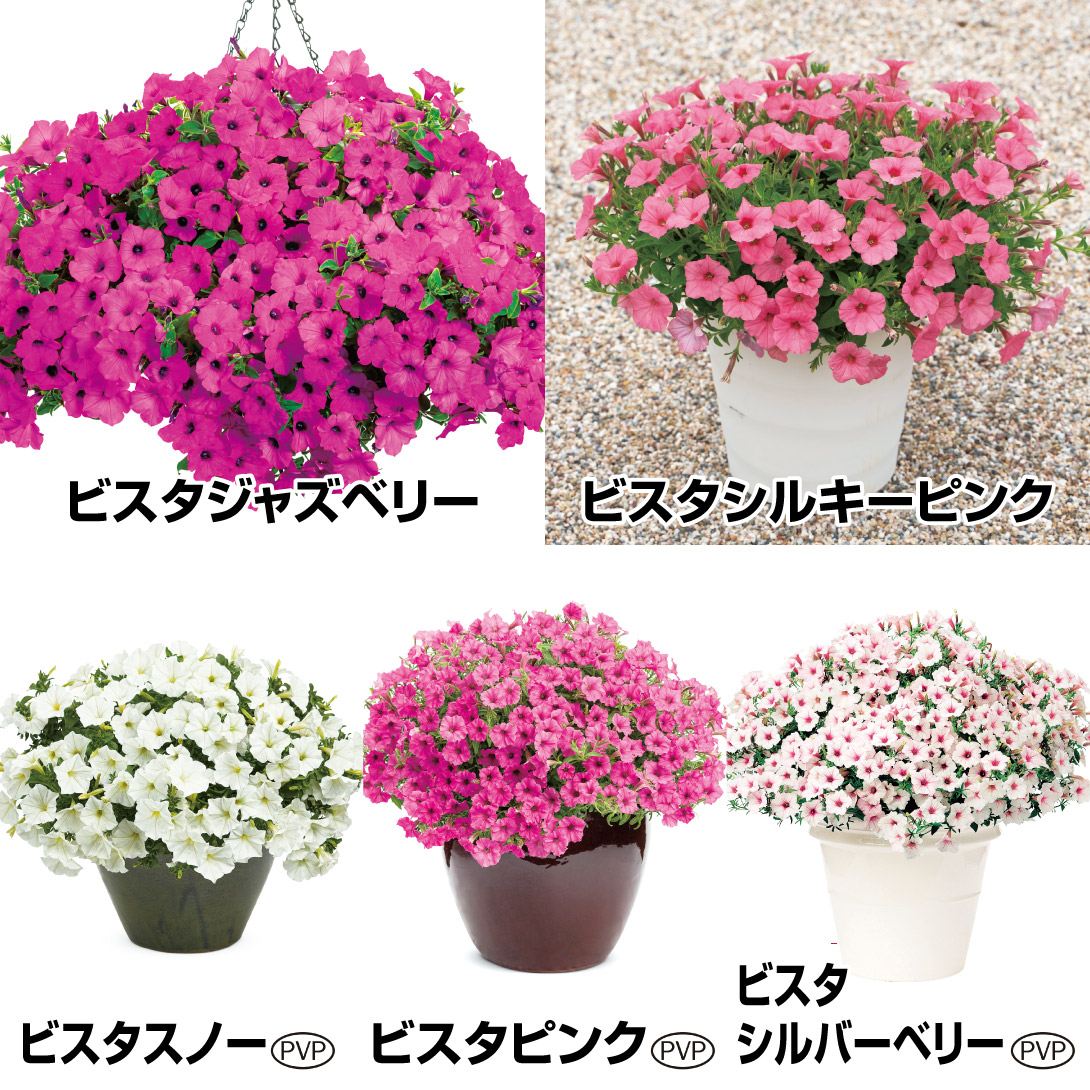花苗 スーパーチュニアRビスタセット 5種5株