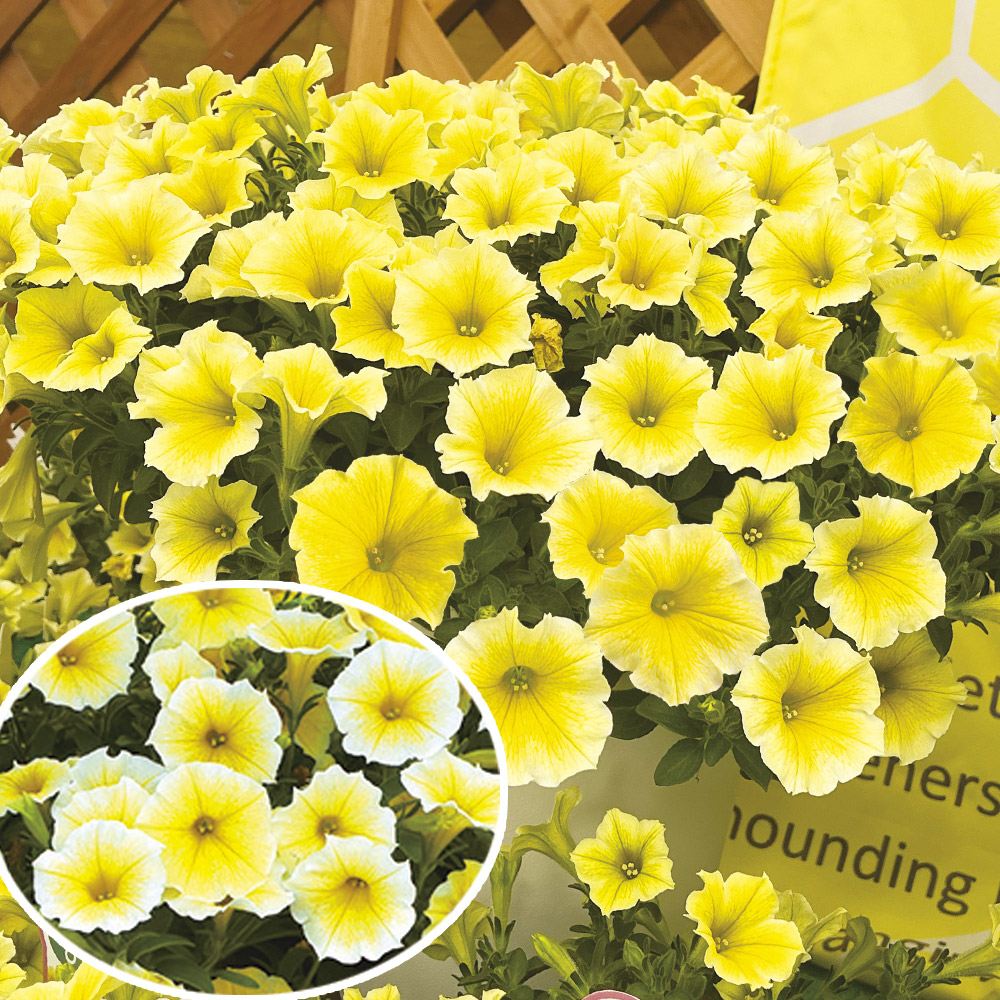 花苗 ペチュニア ビーズニーズ PVP 2株