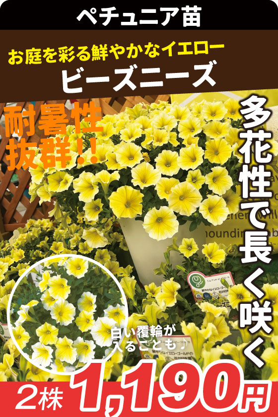 花苗 ペチュニア ビーズニーズ