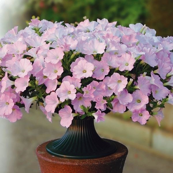 花苗 ペチュニア さくらさくらPVP 3株