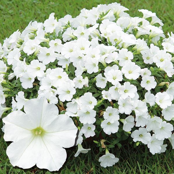 花苗 ペチュニア おゆきちゃんPVP 3株