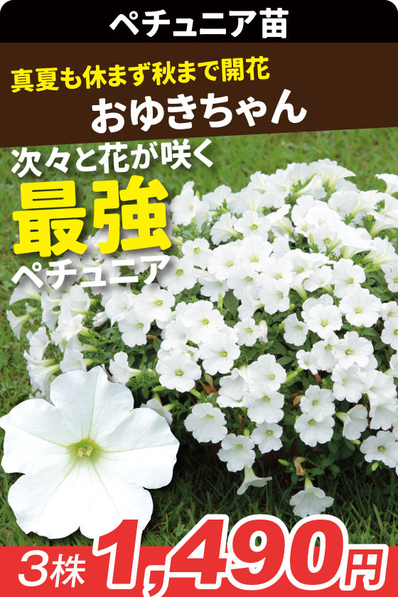 花苗 ペチュニア おゆきちゃん