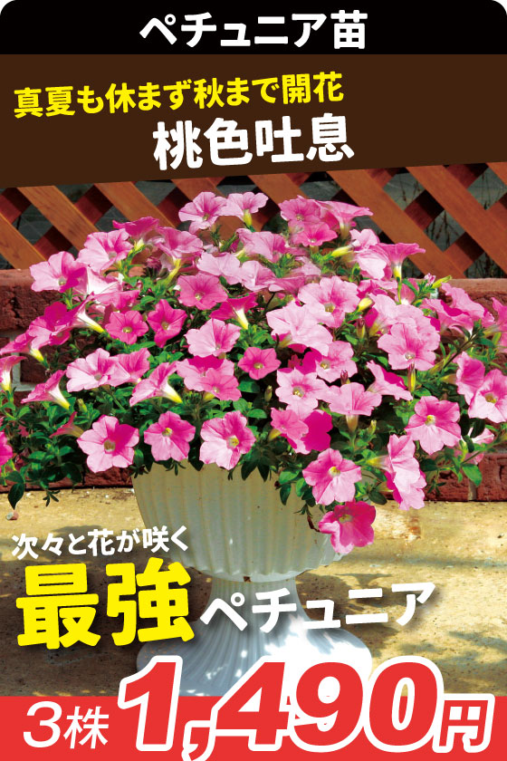 花苗 ペチュニア 桃色吐息