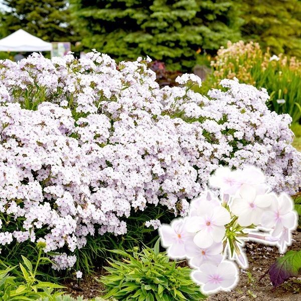 花苗 宿根フロックス オープニングアクト ピンクアドット 1株