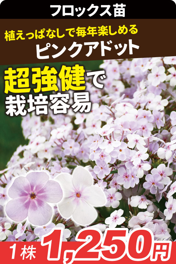 花苗 宿根フロックス オープニングアクト ピンクアドット