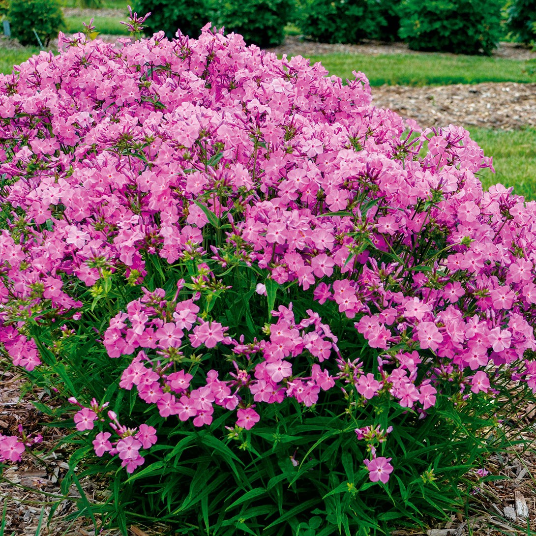 花苗 宿根フロックス オープニングアクト ロマンス 品種登録出願中 1株