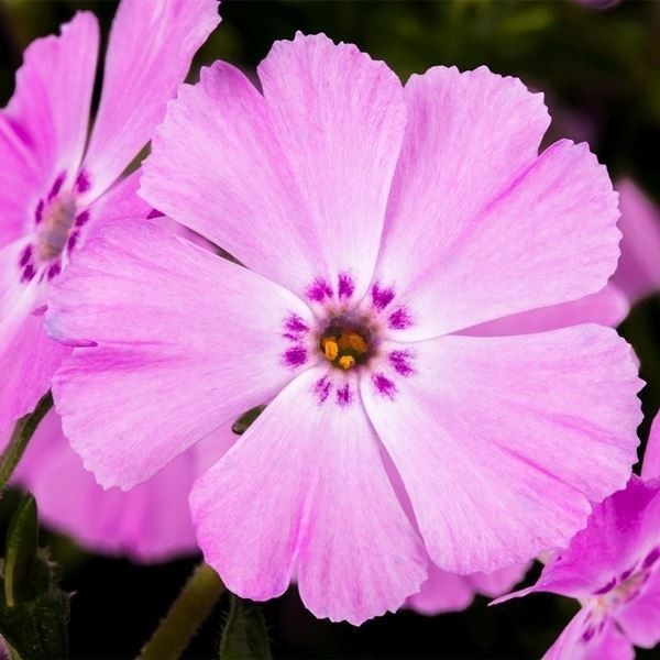 花苗 芝桜 フロックストロット 5株