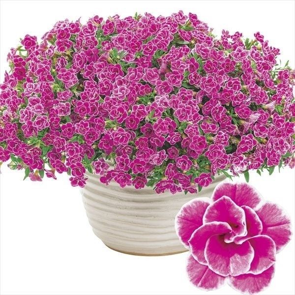 花苗 カリブラコア スーパーベル（R） ダブルピンクリップル 2株