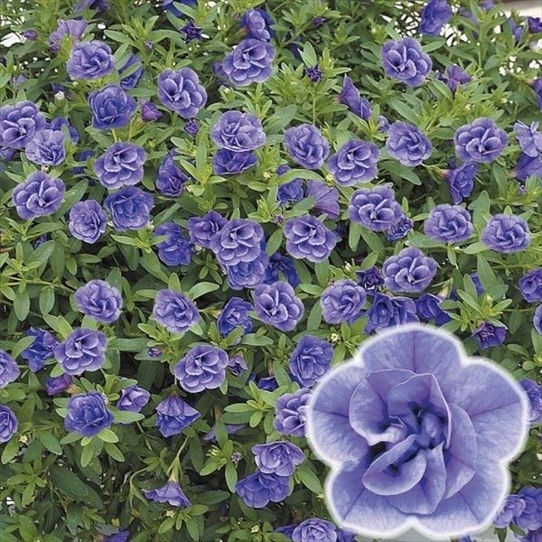 花苗 カリブラコア スーパーベル（R） ダブルブルー PVP 2株