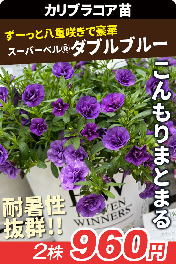 花苗 カリブラコア スーパーベル ダブルブルー