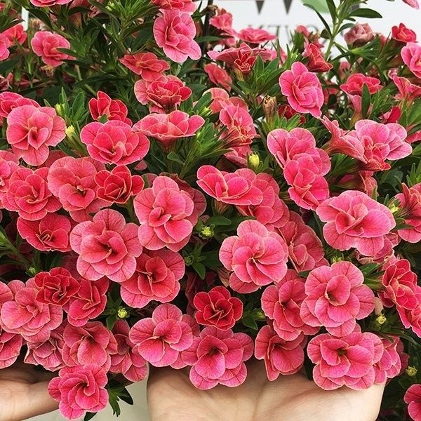 花苗 カリブラコア スーパーベル（R） ダブルチェリーリップル PVP 2株