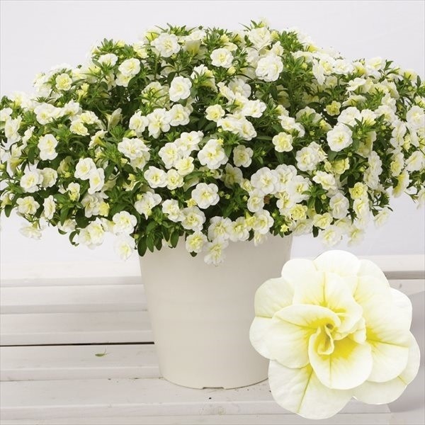 花苗 カリブラコア スーパーベル（R） ダブルミルクレープPVP 2株