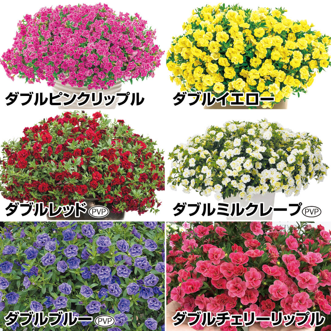 花苗 カリブラコア スーパーベルRダブルセット 6種6株