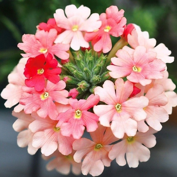 花苗 スーパーベナR ピーチメルバ 2株