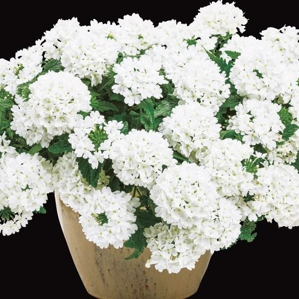 花苗 スーパーベナR ホワイトPVP 2株