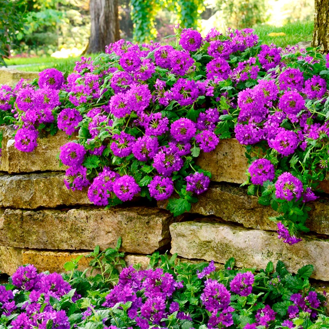 花苗 宿根バーベナ ホームステッドパープル 2株