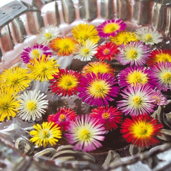 花苗 耐寒性松葉菊 砂漠の宝石おまかせセット(無選別・名称付)