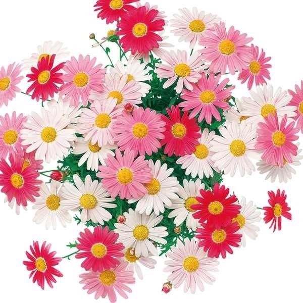 花苗 マーガレット ストロベリーホイップPVP 2株