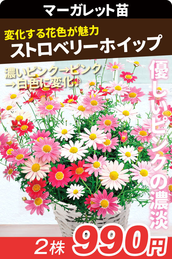 花苗 マーガレット ストロベリーホイップ